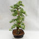 Indoor bonsai - Duranta erecta Aurea PB2191211 - 6/7