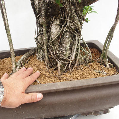 Indoor bonsai - Ficus kimmen - small leaf ficus PB2191216 - 6