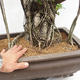 Indoor bonsai - Ficus kimmen - small leaf ficus PB2191216 - 6/6