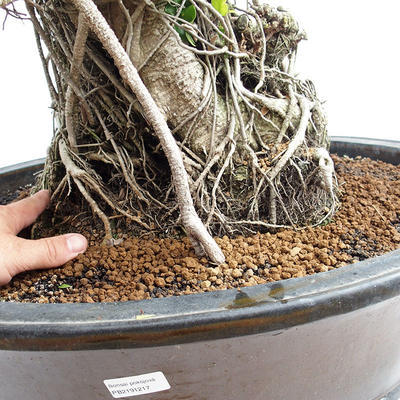Indoor bonsai - Ficus kimmen - small leaf ficus PB2191217 - 6