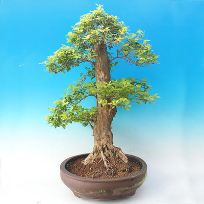 Room bonsai - Duranta erecta Aurea - 6