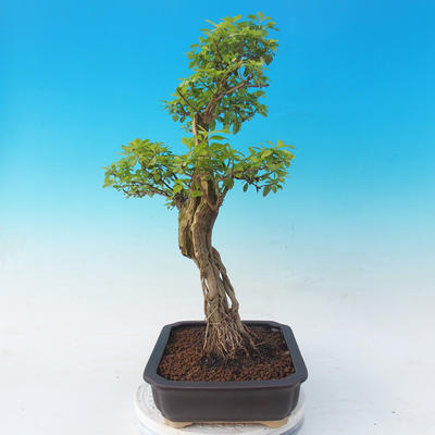 Room bonsai - Duranta erecta Aurea - 6