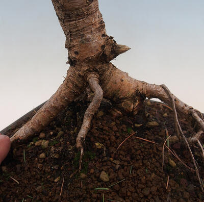 Outdoor bonsai -Larix decidua - Deciduous larch - 6