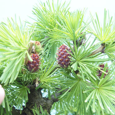 Outdoor bonsai -Larix decidua - Larch - 6