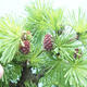 Outdoor bonsai -Larix decidua - Larch - 6/6