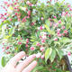 Outdoor bonsai - Malus halliana - Small-fruited apple tree - 6/7