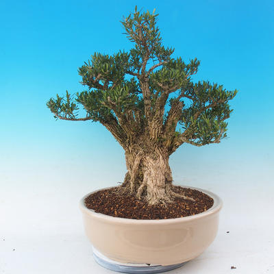 Room bonsai - Buxus harlandii - cork buxus - 6