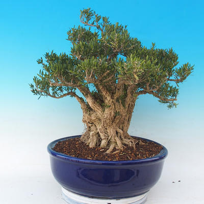 Room bonsai - Buxus harlandii - cork buxus - 6