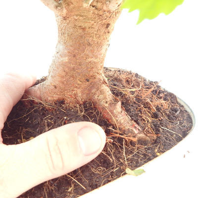 Outdoor bonsai - Morus alba - Mulberry - 6