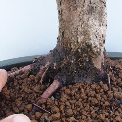 Outdoor bonsai - Taxus cuspidata - Japanese yew - 6