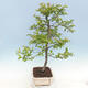 Outdoor bonsai - Malus sp. - Small-fruited apple tree - 6/7
