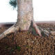 Outdoor bonsai - Taxus cuspidata - Japanese yew - 6/6