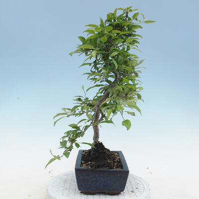 Outdoor bonsai - Malus sp. - Small-fruited apple tree - 6