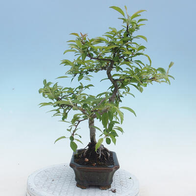 Outdoor bonsai - Malus sp. - Small-fruited apple tree - 6