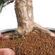 Outdoor bonsai - Taxus cuspidata - Japanese yew - 6/6
