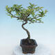 Outdoor bonsai - Malus sp. - Small-fruited apple tree - 6/6