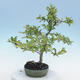 Outdoor bonsai - Malus sp. - Small-fruited apple tree - 6/6
