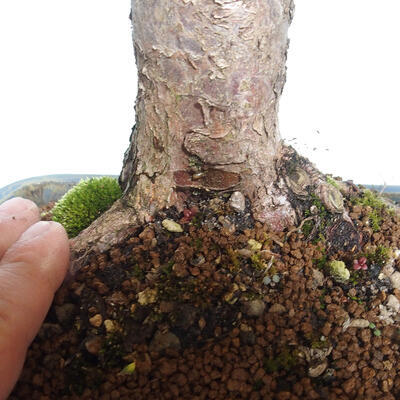 Outdoor bonsai - Taxus cuspidata - Japanese yew - 6
