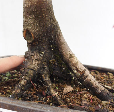 Outdoor bonsai - Acer palmatum RED PYGMY - 6