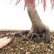 Outdoor bonsai - Acer palmatum RED PYGMY - 6/6