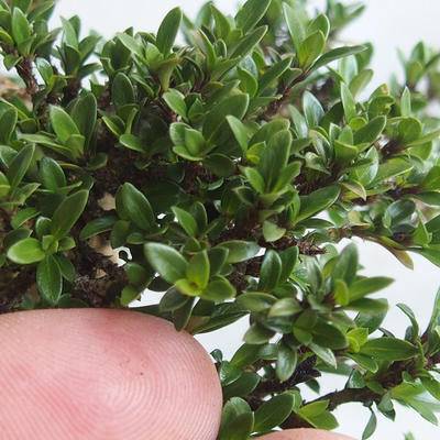 Indoor bonsai - Serissa japonica - small-leaved - 6