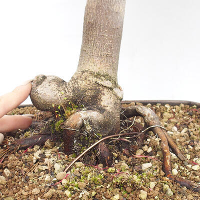 Outdoor bonsai - Acer palmatum RED PYGMY - 6