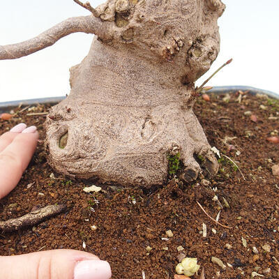 Outdoor bonsai - Hazelnut - Corylopsis Spicata - 6