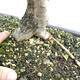 Outdoor bonsai - Hawthorn - Crataegus monogyna - 6/6
