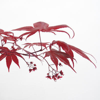 Outdoor bonsai - Acer palmatum Atropurpureum - Red palm maple - 6