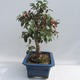 Bonsai im Freien - Malus halliana - Apfelbaum mit kleinen Früchten - 6/6