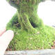 Outdoor bonsai-Lonicera nitida -Zimolez - 6/6