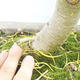 Outdoor bonsai - Pseudolarix amabilis - Pamodřín - 6/6
