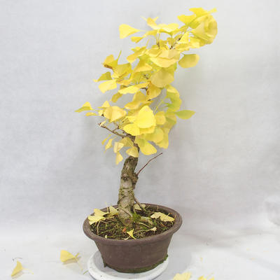 Outdoor bonsai - Ginkgo biloba - 6
