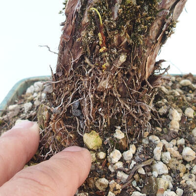 Outdoor bonsai-Cinquefoil - Potentila fruticosa yellow - 6
