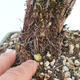 Outdoor bonsai-Cinquefoil - Potentila fruticosa yellow - 6/6