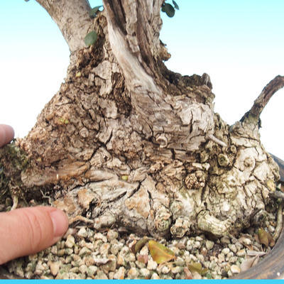 Room bonsai - Olea europaea sylvestris - Olive European bacilli - 6