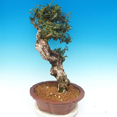 Room bonsai - Olea europaea sylvestris - Olive European bacilli - 6