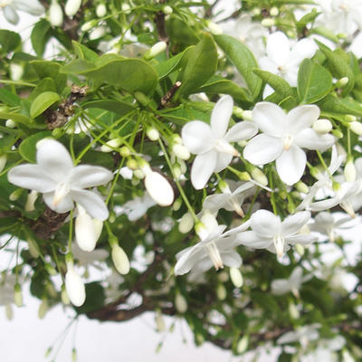 Indoor bonsai - Water jasmine - Wrightia religiosa - 6