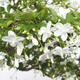 Indoor bonsai - Water jasmine - Wrightia religiosa - 6/7