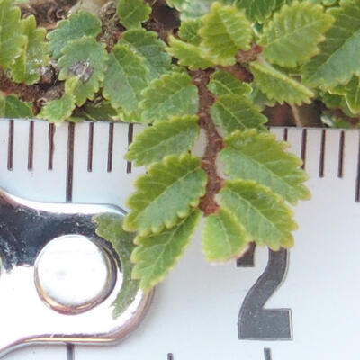 Outdoor bonsai - Ulmus parvifolia SAIGEN - Small-leaved elm - 6