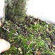 Outdoor bonsai - Hawthorn - Crataegus monogyna - 6/6