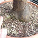 Outdoor bonsai -Japanese apricot - Prunus Mume - 6/6