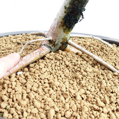 Outdoor bonsai - Hawthorn - Crataegus monogyna - 6