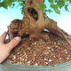 Outdoor bonsai - Maple Buergerianum - Burger Maple - 6/6