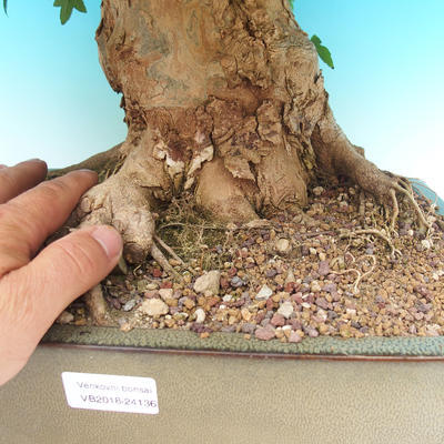 Outdoor bonsai - Maple Buergerianum - Burger Maple - 6
