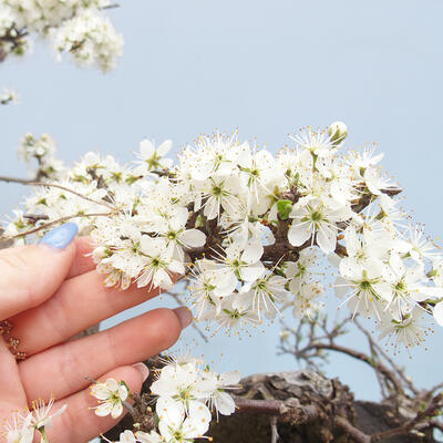 Outdoor bonsai - Prunus spinosa - blackthorn - 6