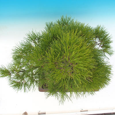 Outdoor bonsai - Pinus thunbergii - Thunberg Pine - 6