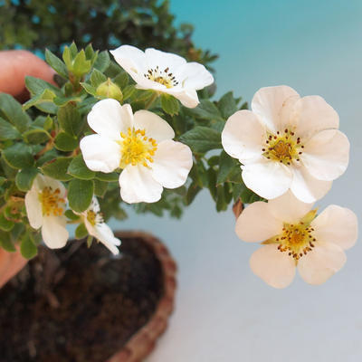 Outdoor Bonsai-Mochna Shrubs - Dasiphora fruticosa White - 6
