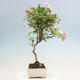 Outdoor bonsai - Malus halliana - Small-fruited apple tree - 6/6