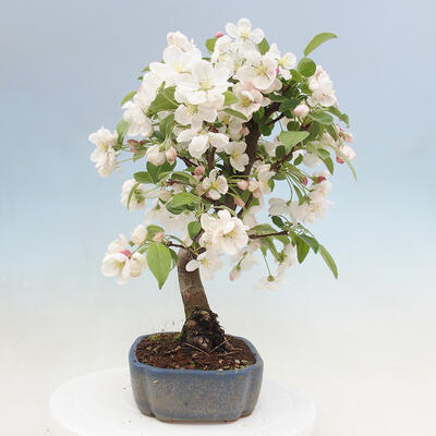 Outdoor bonsai - Malus halliana - Small-fruited apple tree - 6